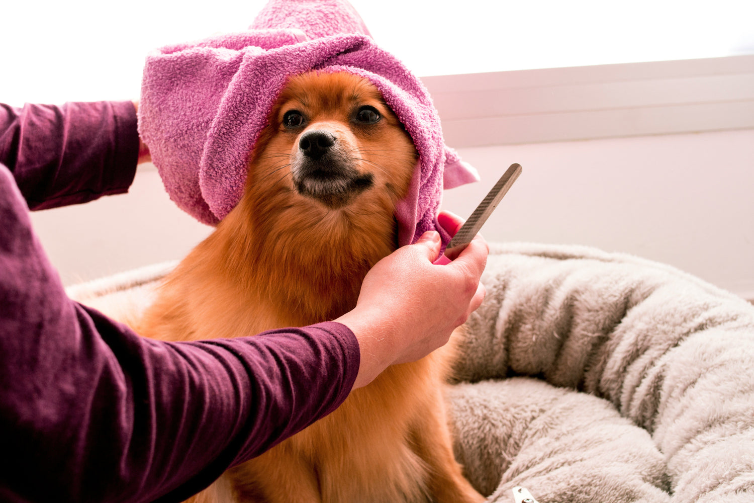 Pet Grooming & Cleaning