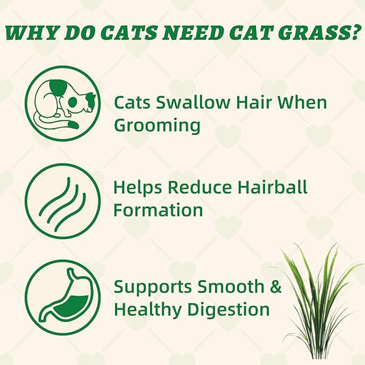 Wellix 13.05oz Cat Grass Treats with Catnip & Salmon - Healthy Cat Treats for Indoor Cats - Hairball Control & Digestive Support - Kittens Training Snacks for Teeth Cleaning
